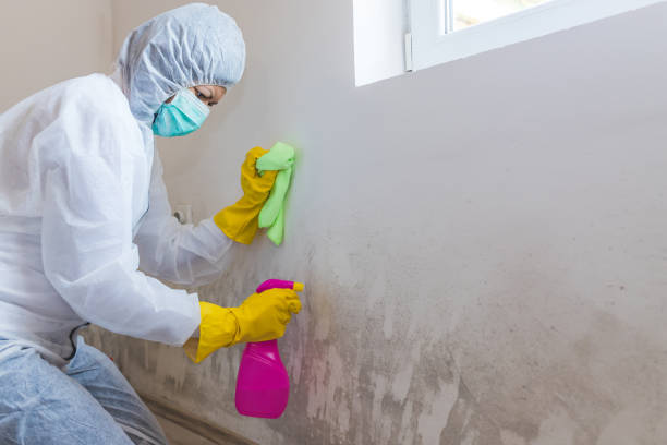 Why You Should Choose Our Mold Remediation Services in Spencer, IN